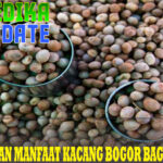 Kandungan dan Manfaat Kacang Bogor bagi Kesehatan