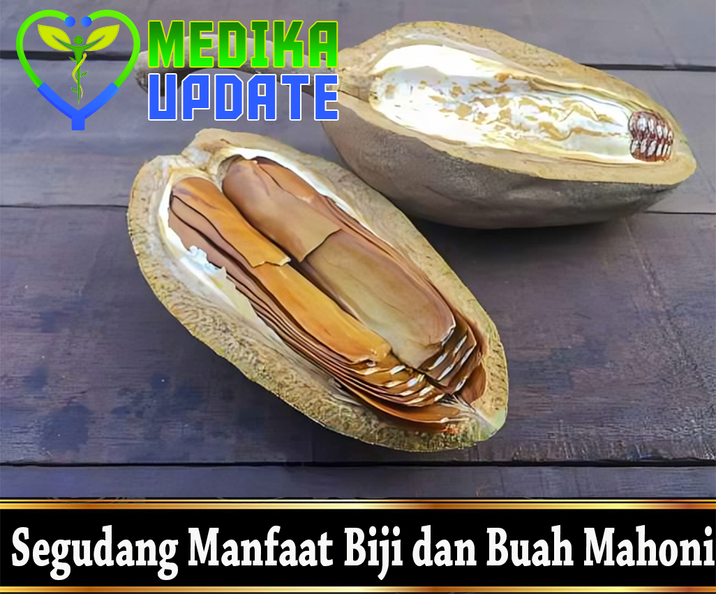 Segudang Manfaat Biji dan Buah Mahoni